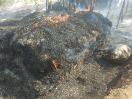 A buffalo dies in a haystack fire at Chafal in Satara district | गवताच्या गंजीला लागलेल्या आगीत म्हशीचा होरपळून मृत्यू, सातारा जिल्ह्यातील चाफळमधील घटना