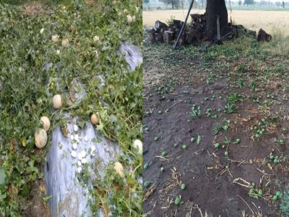 Unseasonal rain and hailstorm in Vidarbha; Hundreds of hectares of crops were damaged | विदर्भाला अवकाळी पाऊस व गारपिटीचा तडाखा; शेकडाे हेक्टर पिकांचे नुकसान