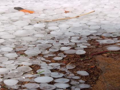 Hailstorm in Amravati district; Fruit crops including wheat were hit | अमरावती जिल्ह्यात गारपीट; गव्हासह फळपिकांना फटका 