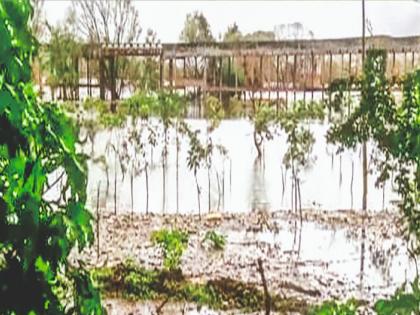 Botanical Garden on the banks of Panchganga worth four and a half crores submerged again | Kolhapur: साडेचार कोटींचे पंचगंगा काठचे बोटॅनिकल गार्डन पुन्हा बुडाले