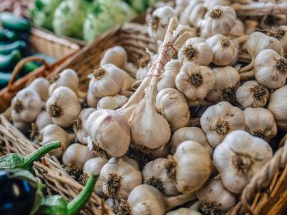 Garlic has become expensive! Price per kg has reached Rs 300 | लसणाची फोडणी झाली महाग ! प्रति किलोचा दर ३०० रुपयांवर Garlic has become expensive! Price per kg has reached Rs 300 | लसणाची फोडणी झाली महाग ! प्रति किलोचा दर ३०० रुपयांवर