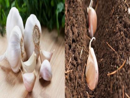 Gavaran Garlic is more effective in reducing fat and cholesterol in the body | चरबी अन् शरीरातील कॉलेस्टेराॅल कमी करण्यासाठी गावरान लसूण अधिक गुणकारी