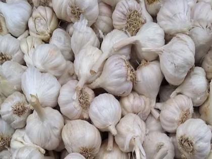 Crushing garlic is expensive this year too 90 to 220 rupees per kg in the market committee | यावर्षीही लसूणची फोडणी महागच; बाजार समितीमध्ये ९० ते २२० रुपये किलो