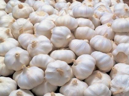 In Baramati, the highest price of garlic is 280 rupees per kg. | बारामतीत लसणाला उच्चांकी २८० रुपये प्रतिकिलो 'भाव'