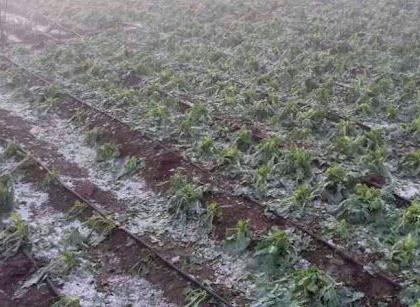 Annual planning of farmers in Washim collapsed due to hailstorm! | गारपिटीमुळे वाशिम जिल्ह्यातील शेतकऱ्यांचे वार्षिक नियोजन कोलमडले!