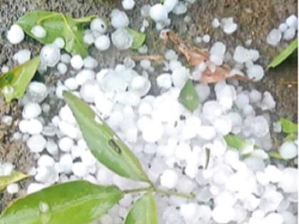 Hailstorm, untimely blow in twelve districts; Three killed in Vidarbha due to power outage, damage to crops and vegetables | बारा जिल्ह्यांत गारपीट, अवकाळीचा फटका; वीज काेसळून विदर्भात तिघे ठार, पिके व भाजीपाल्याचे नुकसान