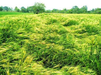 Survey canceled due to agricultural assistance! Picture in the Chondi area! | कृषी सहायकाच्या दांडीमुळे सर्वेक्षण रद्द! चोंढी परिसरातील चित्र!