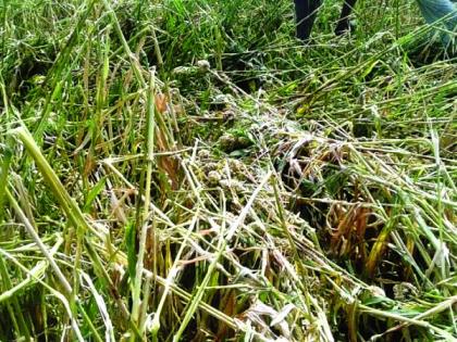 Buldana: Affected area of ​​32 thousand 700 hectare due to hailstorm | बुलडाणा : गारपिटीमुळे ३२ हजार ७00 हेक्टर क्षेत्र प्रभावित