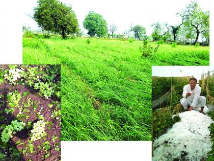 Buldana district's 356 villages hit the hail! | बुलडाणा जिल्हय़ातील ३५६ गावांना गारपिटीचा तडाखा!