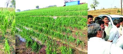 Hailstorm in Chikhli taluka caused severe damage to crops in 60 villages | चिखली तालुक्यात गारपिटीने ६0 गावांतील पिकांचे अतोनात नुकसान