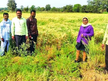 The loss of crops on hundreds of hectares in Mehkar taluka | मेहकर तालुक्यात शेकडो हेक्टरवरील पिकांचे नुकसान