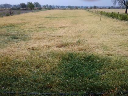 Loss of 8500 hectares of crops due to hailstorm in Washim district! | वाशिम जिल्ह्यात गारपिटीमुळे ८५०० हेक्टरवरील पिकांचे नुकसान!