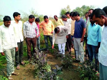 Washim: Crop hit thousands of hectares of crops! | वाशिम : हजारो हेक्टरवरील पिकांना गारपिटीचा तडाखा!