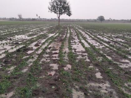 Hailstorm with unseasonal rains in Murtijapur taluka; Crop damage on hundreds of acres | मूर्तिजापूर तालुक्यात अवकाळी पावसासह गारपीट; शेकडो एकरवरील पिकांचे नुकसान