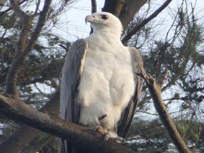 Beautiful sea eagle raising the beauty of the seashore of Raigad | रायगडच्या समुद्र किनाऱ्याचे सौंदर्य वाढवताेय देखणा समुद्र गरुड