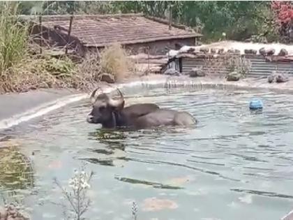 Cows enjoyed the waterpark in the farm, enjoyed swimming in Sangli | Sangli News: शेततळ्यात गव्याने घेतला वॉटरपार्कचा आनंद, मनसोक्त केले स्वीमिंग -video