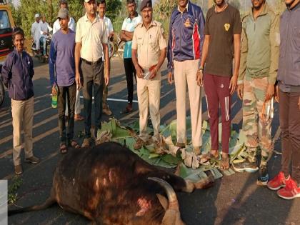 A gaur died in a collision with a private bus at Kur on the Gargoti Mudal road kolhapur | Kolhapur: खासगी बसच्या धडकेत गव्याचा मृत्यू, गारगोटी-मुदाळ मार्गावरील कुर येथील घटना 