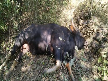 The death of in the battle of Gaur, incident near Masoba Deva on Ajra Kolhapur road | गवारेड्यांच्या झुंजीत एका गव्याचा मृत्यू, आजरा-कोल्हापूर मार्गावरील घटना; बघ्यांची मोठी गर्दी