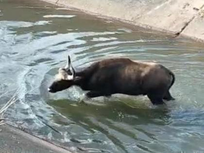 gaur stuck in the right canal at Akurle kolhapur | Sangli- ‘त्या’ गव्याचा कळपात पोहोचण्यासाठीचा वनवास संपेना!, आकुर्ळे येथे पुन्हा कालव्यात उतरला