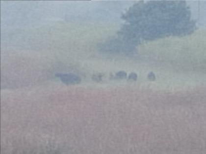 bison is still at the gate of Kolhapur, the patrolling of the forest department continues | गवे अजूनही कोल्हापूरच्या वेशीवरच, वनविभागाची गस्ती सुरुच