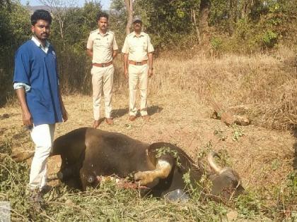 Two gaur die after electrocution in fence in Satara, A crime against both | Satara: कुंपणातील वीजप्रवाहाचा धक्का लागून दोन गव्यांचा मृत्यू; दोघांवर गुन्हा