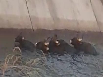 A herd of gaur fell in the canal of Kalammawadi, incident in Sarvade Undarwadi area | काळम्मावाडीच्या उजव्या कालव्यात पडला गव्यांचा कळप, सरवडे-उंदरवाडी परिसरातील घटना