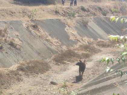 Gaur stuck in Warna Dava canal, forest department made a safe rescue after three hours | Sangli - वारणा डावा कालव्यात अडकला गवा, वनविभागाने तीन तासांच्या अथक प्रयत्नाने केली सुरक्षित सुटका