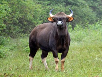 Gaur roam in the Tulsi valley in the western part of Karveer taluka | गव्यांचे तुळशी खोऱ्यात वास्तव्य, म्हालसवडे परिसरातील शेतीचे केले प्रचंड नुकसान