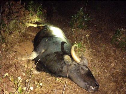 Unfortunate death of gaur during childbirth in Kaswand forest area Satara | Satara News: कासवंड वनक्षेत्रात गव्याचा प्रसूती दरम्यान दुर्दैवी मृत्यू