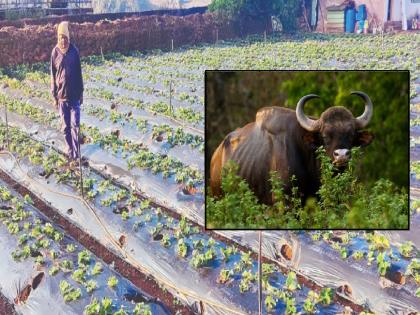 gaur rustling major damage to strawberry crop In Lingamala area of Mahabaleshwar | महाबळेश्वरमधील लिंगमळा परिसरात गव्यांचा धुडगूस, स्ट्रॉबेरी पिकाचे मोठे नुकसान 