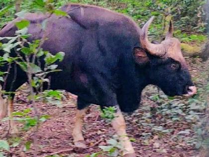 Two injured in gaur attack, incident near Mahabaleshwar | Satara: गव्याच्या हल्ल्यात दोघे जखमी, महाबळेश्वरनजीकची घटना