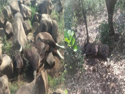 Two gaur were found dead at the foot of the panhala | पन्हाळ्याच्या पायथ्याशी दोन गवे मृतावस्थेत आढळले