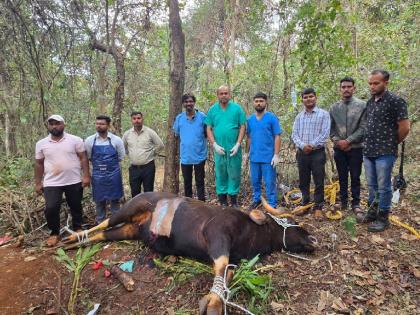 गाभण मादी गवा अपघातात गंभीर जखमी; सिझेरियन ऑपरेशनकरुन सांगली पशुसंवर्धनच्या डॉक्टरांनी दिले जीवदान गाभण मादी गवा अपघातात गंभीर जखमी; सिझेरियन ऑपरेशनकरुन सांगली पशुसंवर्धनच्या डॉक्टरांनी दिले जीवदान