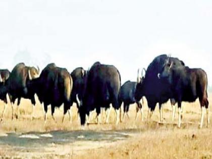 gaur on Shidrukwadi road in Valmik Plateau area satara | Satara: घाटातून गव्यांचे कळप दिवसा रस्त्यावर, नागरिकांमध्ये भीतीचे वातावरण 