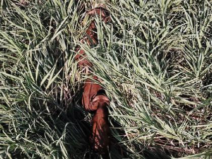 A herd of gaur in Tambavya Shivar of Karad taluka satara district | कऱ्हाड तालुक्यातील तांबव्याच्या शिवारात रानगव्यांचा कळप, शेतकऱ्यांमध्ये भीतीचे वातावरण