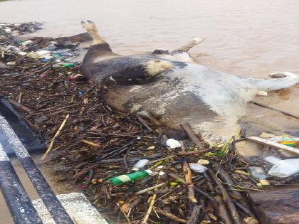 A dead Gaur got stuck on the bridge at Koge on Bhogawati river kolhapur district | कोल्हापूर: भोगावती नदीवरील कोगे येथील पुलावर मृत गवा अडकला, बघ्यांची मोठी गर्दी