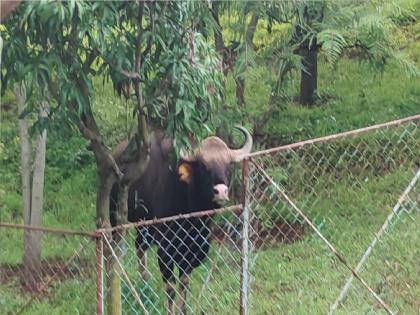 Gaur in Top Sambhapur area kolhapur district | टोप-संभापूर परिसरात गवा, ग्रामस्थ मागे लागल्याने बिथरला