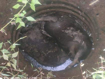 Two cows died after falling into a farm well in Konal Tilariwadi | कोनाळ तिलारीवाडी येथे शेतविहिरीत पडून दोन गव्यांचा मृत्यू