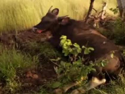 Three days of forest confinement for the one who electrocuted the gaur | गव्याला विजेचा शॉक देऊन मारणाऱ्याला तीन दिवसांची वन कोठडी, दोडामार्ग-पणतुर्ली येथील प्रकार