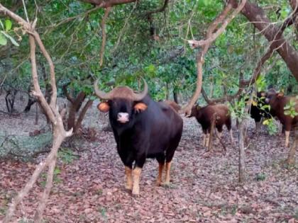 A herd of gaur in a cashew orchard all day in Dingane Bambarwadi sindhudurg | डिंगणे-बांबरवाडीत भर दिवसा काजू बागेत गव्यांचा कळप, शेतकऱ्यांमध्ये भीतीचे वातावरण