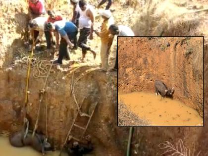 The rescue team of Forest area Kudal gave life to a gaur that fell in a well in Tendoli. | विहीरीमध्ये पडलेल्या गव्याच्या पिल्लास वनपरिक्षेत्र कुडाळच्या रेस्क्यू पथकाने दिले जीवदान, सिंधुदुर्गातील तेंडोली येथील घटना