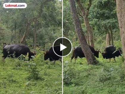 Two male cows fight at Pawangad on Panhalgad due to dominance in the herd | Kolhapur: कळपातील वर्चस्ववाद, गव्यांची निकराची झुंज; पावनगडावर थरार, जंगल मित्राच्या कॅमेऱ्यात कैद
