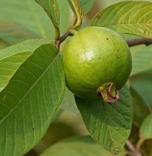 पेरूच नाही तर पेरूची पाने खाऊनही मिळतात अनेक फायदे, डायबिटीस-कोलेस्टेरॉल होईल कंट्रोल!