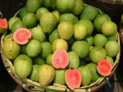 Eat guava in winter and keep sugar under control health news pune latest news | Guava Benefits: थंडीत पेरू खा अन् शुगर नियंत्रणात ठेवा!