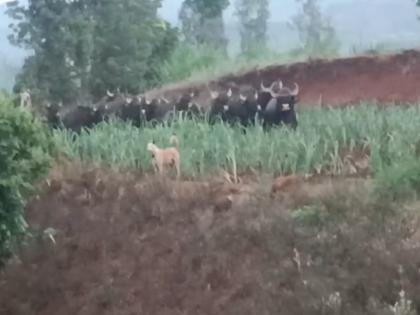 gaur herds in Bajar Bhogav area Kolhapur, panic among farmers  | Kolhapur: बाजार भोगाव परिसरात गव्यांच्या कळपाचा 'धुडगूस', शेतकऱ्यांमध्ये भितीचे वातावरण 