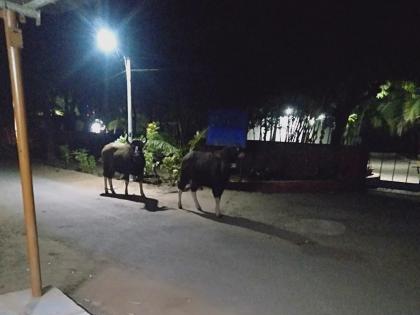 two gaur gave seen in near daund city citizen fear pune latest news | दौंड परिसरात दोन गव्यांचा शिरकाव; नागरिकांमध्ये भीतीचे वातावरण