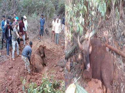 Release of a Gaur stuck in the mud at Harpawade in Dhamanikhora Panhala | धामणीखोऱ्यातील हरपवडे येथे गाळात अडकलेल्या गव्याची सुटका