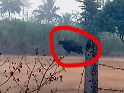 A youth was attacked by a cowherd of Jaisingpur in Kolhapur district | Kolhapur News: जयसिंगपुरात गव्याचा धुमाकूळ, तरुणावर हल्ला