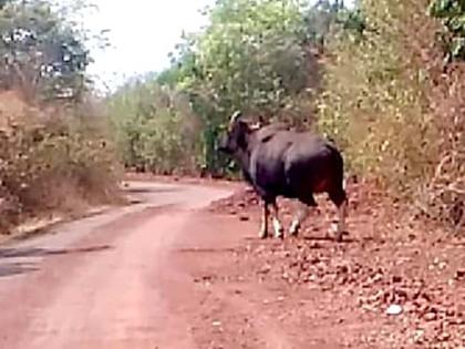 Cow's panic throughout the day in Panhala | पन्हाळ्यावर दिवसभर गव्यांची दहशत