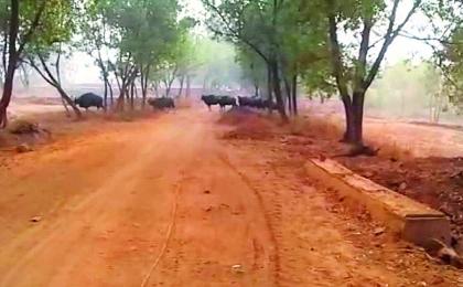 Dangers in the Kolhapur district, the elephant panic with the cattle; | कोल्हापूर जिल्ह्यात बिबटे, गव्यांसह हत्तींची दहशत : वनविभागाकडून तुटपुंजी भरपाई